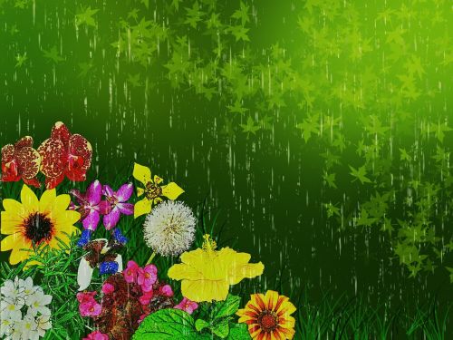 Gėlės Kompozicija, Gėlės, Gamta, Žalias, Lietus, Fono Ekranas