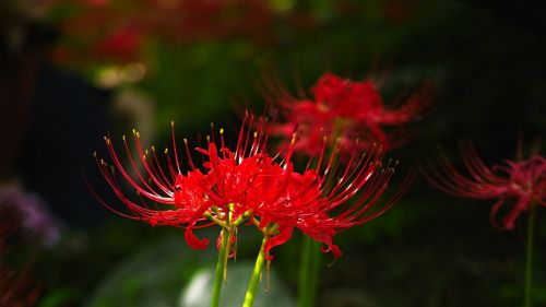Gėlės, Xishan, Lycoris Squamigera, Raudona Gėlė, Gilsang, Gamta, Sodas