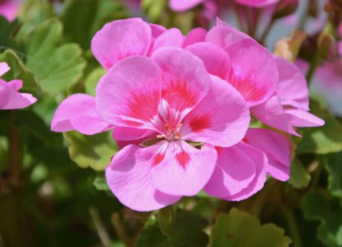 Gėlės Geranium Rožinė, Jardiniere, Puodą, Gamta, Sodas, Apdaila, Augalai, Vasaros Gėlės, Flora