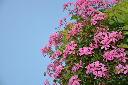 Gėlės Geranium Simple, Rožinis, Gamta, Vasaros Gėlės, Spalva Rožinė, Botanika, Augalas, Puodą, Jardiniere, Mėlynas Dangus, Apdaila