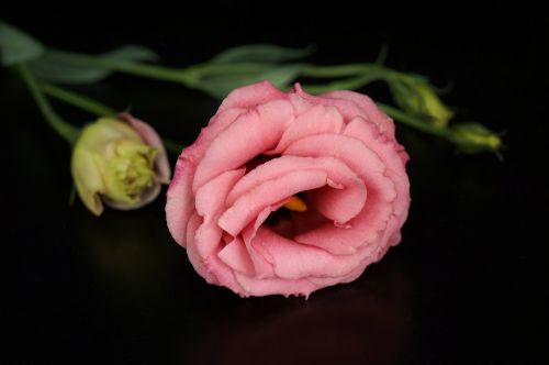 Gėlės Lisianthus,  Rožinis,  Gėlės,  Be Honoraro Mokesčio