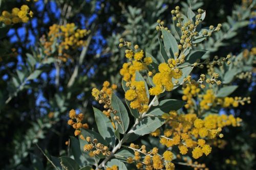 Gėlės,  Geltona,  Purus,  Acacia & Nbsp,  Medis,  Akacijos Medžio Gėlės