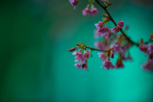 Gėlės,  Pavasaris,  Žiedai,  Filialas,  Medis,  Gegužė,  Balta,  Šviežias,  Erdvė,  Šviežumas,  Iš Arti,  Skristi,  Transformuoti,  Sakura,  Žiedlapis,  Saulėtas,  Sodininkystė,  Vyšnia,  Blur,  Metafora,  Fonas,  Drugelis,  Žydi,  Budas,  Natūralus,  Kopijuoti,  Kovas,  Vasara,  Žydėti,  Trapumas,  Gėlės Filiale