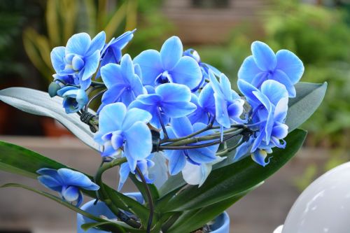 Gėlės Orchidėjų, Orchidėjos Mėlynos Spalvos, Mėlyna Orchidėja, Gamta, Pasiūlymas, Dovanos, Žydėjimas, Gėlės, Augalai, Apdaila