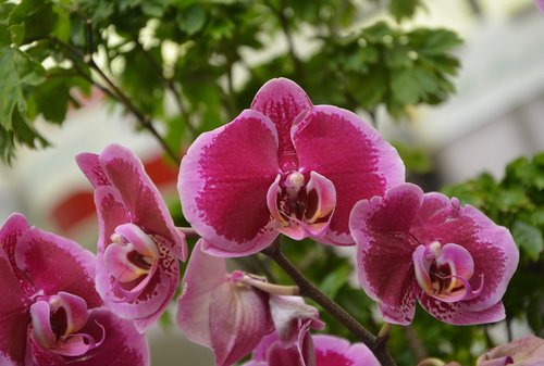 Gėlės Orchidėjos,  Orchidėjos Raudonos,  Dekoratyviniai Gėlės,  Pobūdį,  Pasiūlyti,  Žydėjimo,  Augalų,  Apdaila,  Gėlės Orchidėjų,  Gėlė Orchidėja,  Augalai Gėlės,  Renginiai