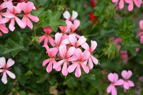 Gėlės Rožinė Spalva, Geranium Rožinė Balta, Augalas, Jardiniere