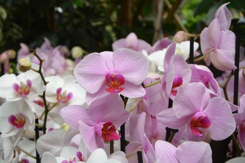 Gėlės Rožinė Orchidėja, Apdailos Pasiūlymas, Dovanos, Įvykiai, Gamta