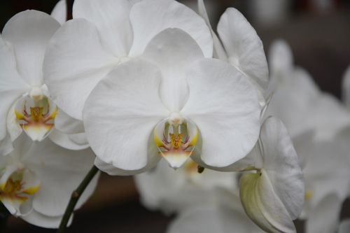 Gėlės Balta Orchidėja, Augalas, Pasiūlymas, Apdaila, Dovanos, Kalėdos, Festivalis, Gimtadienis