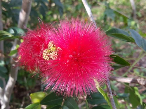 Purus Gėlė, Australian, Queensland, Flora, Gėlė, Puffs, Gamta