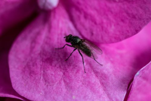 Skristi, Hortenzija, Žiedlapis, Makro, Uždaryti, Violetinė