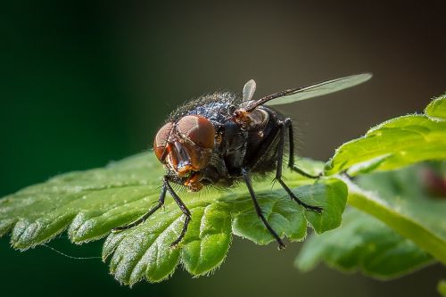 Skristi, Žiedas, Žydėti, Bluebottle, Mėlyna Blowfly, Vabzdys, Uždaryti, Makro