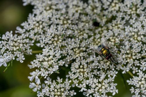 Skristi, Vabzdys, Makro, Gamta, Skrydžio Vabzdys, Sparnas, Gėlė, Uždaryti, Gėlės, Daucus Carota, Laukiniai Morkos