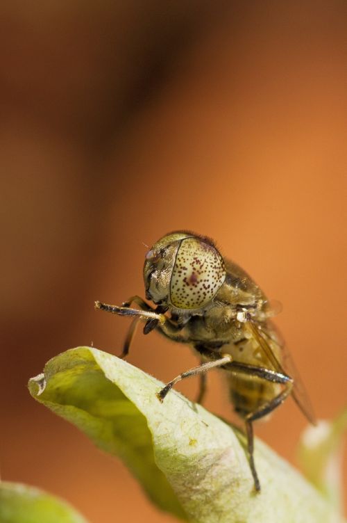 Skristi, Pastebimos Akys, Makro, Madagaskaras, Vabzdys, Gamta, Iš Arti, Gyvūnas, Laukinė Gamta, Izoliuotas, Klaida, Mažas, Sodas, Natūralus, Geltona, Bestuburiai