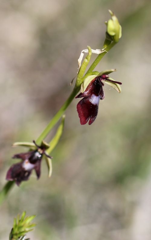 Skristi Orchidėja, Orchidėja, Laukinė Gėlė, Žiedas, Žydėti