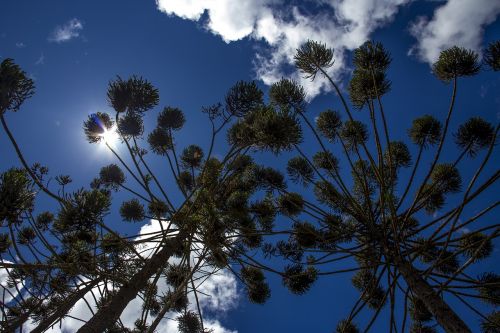 Skraidantis, Araucaria, Gamta, Medžiai, Kraštovaizdis, Žalias