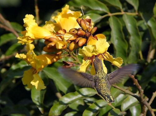 Skraidantis, Gėlės, Hummingbirds, Paukščiai, Gyvūnai, Fauna