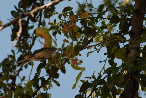 Skraidantis Paukštis Regioninis, Huamuchil, Medis