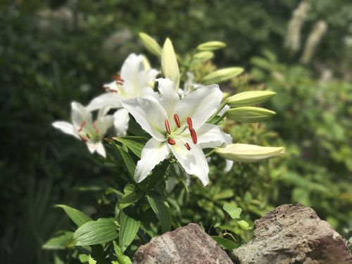 Sutelkti Gėlę, Lilly, Gamta, Žiedas, Lelija, Žiedlapis, Flora, Gėlė, Pavasaris, Lapai, Sodas, Žydėti, Balta, Vasara, Natūralus, Žalias, Elegantiškas, Šviežumas, Dėmesio, Makro, Šviežias