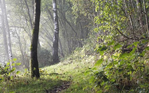 Rūkas, Kraštovaizdis, Nuotaika, Gamta, Medis, Ticino, Kalnai, Atmosfera