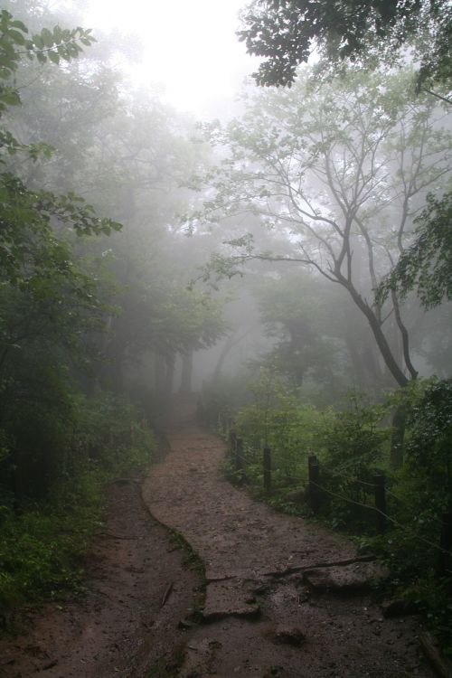 Rūkas, Miškas, Enchanted Miško, Kelias