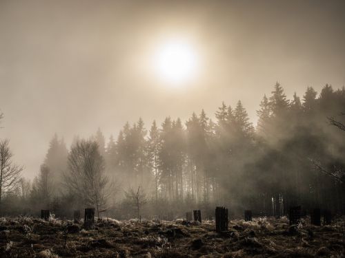 Rūkas,  Miškas,  Gamta,  Saulė,  Spinduliai,  Šumava,  Apšvietimas,  Romantika,  Be Honoraro Mokesčio