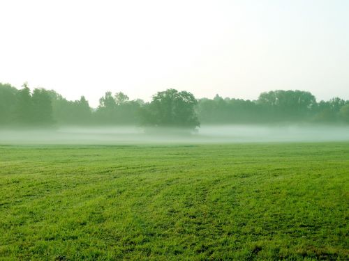 Rūkas, Pieva, Žemė, Kraštovaizdis, Migla, Miškas, Lauke, Laukas, Žolė