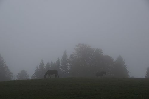 Rūkas, Pieva, Arklys, Ganykla, Laukas, Žolė