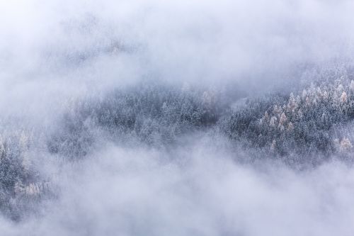 Rūkas, Šaltis, Medžiai, Kraštovaizdis, Žiema, Rytas, Miškas