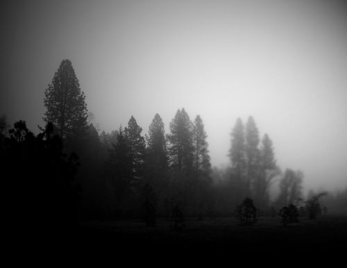Rūkas,  Medžiai,  Oregonas,  Rūko Rytas