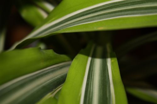 Lapija, Tropicale, Žalias, Massangeana