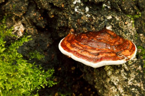 Ruda,  Flora,  Fomitopsis,  Pinicola,  Miškas,  Grybai,  Grybelis,  Grybai,  Gamta,  Raudona,  Juostos,  Polypore,  Medis,  Bagažinė,  Fomitopsis Pinicola