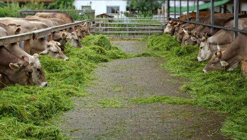 Maistas, Valgyti, Žolė, Karvė, Gyvūnas, Žemdirbystė, Karvės, Gamta, Ruda, Ūkis, Gyvuliai, Jautiena