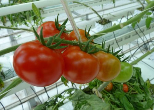 Maistas, Pomidorai, Šiltnamiai, Sodininkystė