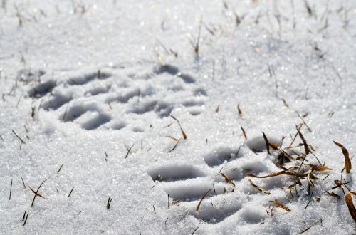 Pėdsakas, Sniegas, Balta, Šaltas, Kelias, Sušaldyta, Žiema, Vaikščioti, Takas, Lauke