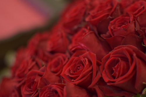 Foppery, Rožė, Gėlės