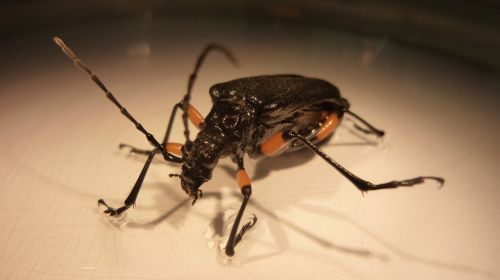 Teismo Ekspertizė, Entomologija, Miškas, Coleoptera