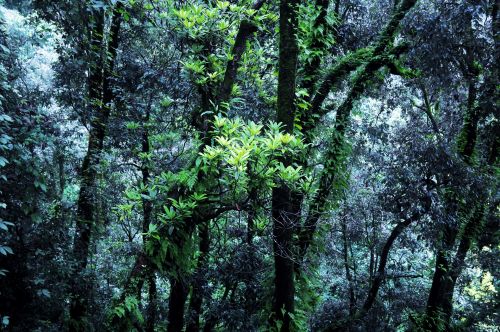 Medžiai,  Miškas,  Augalai,  Gamta,  Tamsi,  Žalias,  Miškas 01