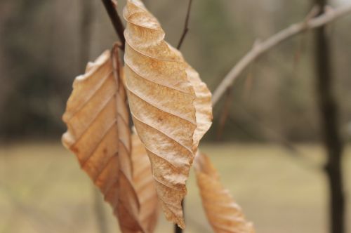 Miškas, Gamta, Ruda, Ruduo