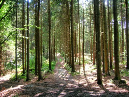 Miškas, Laistymas, Atmosfera, Bavarijos Miškas, Bavarian, Gamta, Medžiai