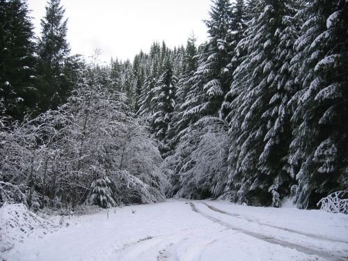 Miškas, Oregonas, Sniegas, Žiemos Peizažas, Kelias