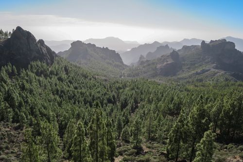 Miškas, Kanarų Salos, Gran-Canaria, Kalnas, Kalnai, Gamta, Kalnų Kraštovaizdis, Mediena