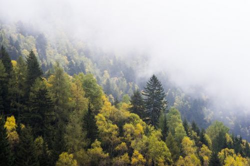 Miškas, Kraštovaizdis, Miškai, Medžiai, Žalias, Rūkas, Kalnas, Kalnai, Gamta, Pavasaris, Vaizdingas, Peizažas, Diena, Šalis