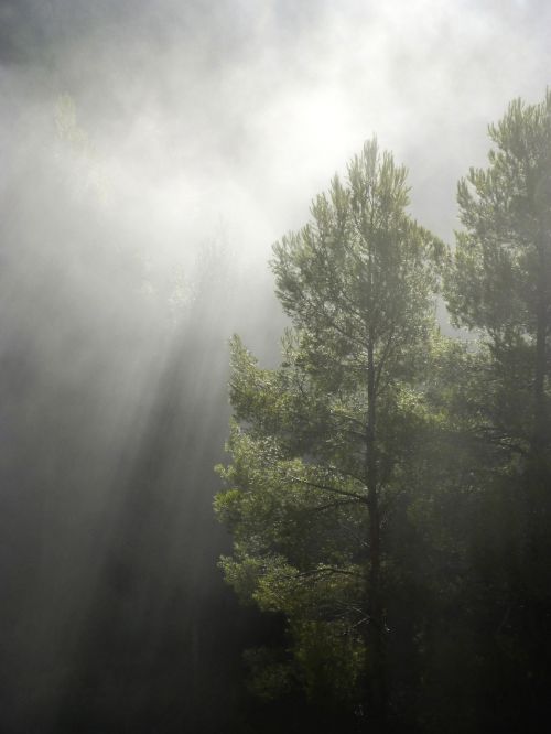 Miškas, Rūkas, Saulės Spindulys, Chiaroscuro, Apšvietimas