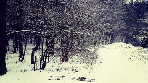 Miškas, Žiema, Sniegas, Lenkija, Rumija