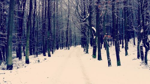Miškas, Žiema, Sniegas, Lenkija, Rumija