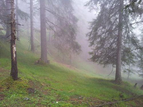 Miškas, Rūkas, Gamta, Kalnų Pasaulis, Rytas