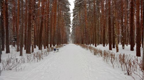 Miškas, Parkas, Sniego Žiemos Gamta