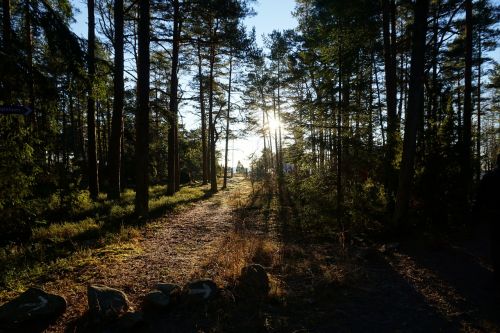 Miškas, Medis, Aplinkosauga, Gamta, Šviesa, Saulės Energija, Spygliuočių Miškas, Švedija