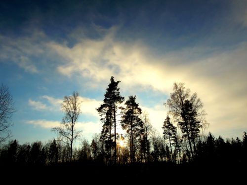 Miškas, Mediena, Gamta, Suomių, Filialai, Mėlynas, Sniegas, Žiema, Kraštovaizdis, Mėlynas Dangus, Spygliuočiai, Pušynas, Dangus, Saldus