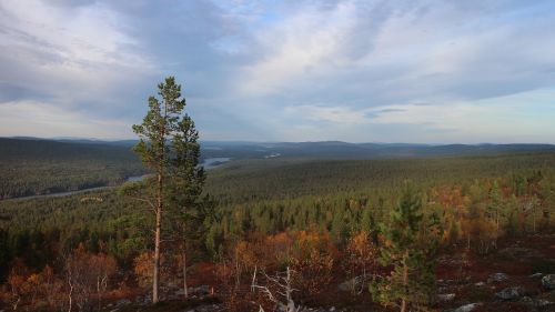 Miškas, Gamta, Kraštovaizdis, Nukrito, Lauke, Žygiai, Arktinis Apskritimas, Laplandas, Finland